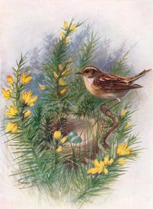Whinchat - Pratincola rubetra, c1910, 1910 tekijältä George James Rankin
