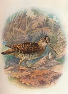 Metsäkurkko - Scolopax rusticula, c1910, 1910