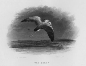 Heron (kaiverrus)