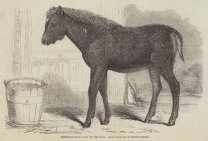 Merkittävä hybridi, New Forestista tekijältä George Landseer