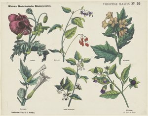 Myrkylliset kasvit (otsikko esineessä) Uusia hollantilaisia ​​lastenprinttejä (sarjan nimi esineessä) tekijältä George Lodewijk Funke