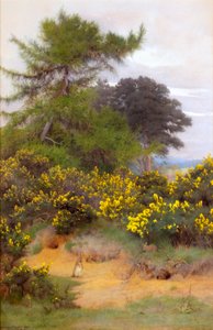 Shere Heathin reunalla