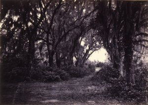 Bonaventure, Savannah, Georgia tekijältä George N. Barnard