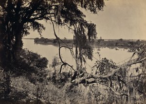 [Savannah River lähellä Savannahia Georgiassa] tekijältä George N. Barnard