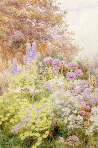 Anthemis, Poppies ja Larkspur