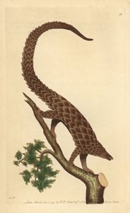 Nelivarpainen manis, pitkähäntäinen Pangolin tai mustavatsainen pangoliini, "The Naturalist