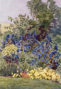 Anchusa Italica Dropmore -lajike, Dropmore Alkanet, jossa on Clematis recta ja Violas (väri litho) tekijältä George Soper
