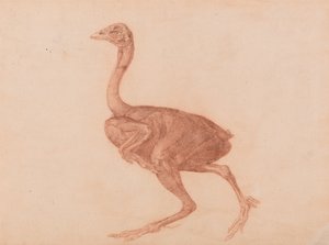 Vertaileva anatominen selvitys ihmiskehon rakenteesta tiikerin ja tavallisen linnun rakenteeseen verrattuna: Dorking-kana, sivukuva tekijältä George Stubbs