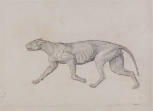 Vertaileva anatominen selvitys ihmiskehon rakenteesta tiikerin ja tavallisen linnun rakenteeseen verrattuna:  Leopardin vartalo, sivukuva tekijältä George Stubbs