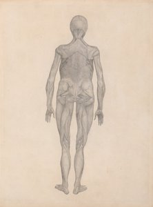 Vertaileva anatominen selvitys ihmiskehon rakenteesta tiikerin ja tavallisen linnun rakenteeseen verrattuna:  Ihmishahmo, takanäkymä (valmis tutkimus julkaisematonta levyä varten). tekijältä George Stubbs