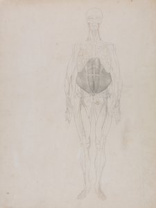 Vertaileva anatominen selvitys ihmiskehon rakenteesta tiikerin ja tavallisen linnun rakenteeseen verrattuna: Ihmishahmo, etukuva (pitkälti ääriviivoissa). tekijältä George Stubbs