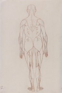 Vertaileva anatominen selvitys ihmiskehon rakenteesta tiikerin ja tavallisen linnun rakenteeseen verrattuna: (Taulukon XII avainkuvion hahmopiirros). tekijältä George Stubbs