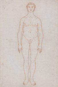 Vertaileva anatominen selvitys ihmiskehon rakenteesta tiikerin ja tavallisen linnun rakenteeseen verrattuna: Study of the Human Figure, Anterior View (Luonnospiirustus taulukkoa VI varten). tekijältä George Stubbs
