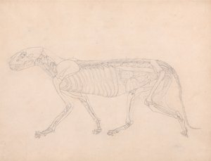 Vertaileva anatominen selvitys ihmiskehon rakenteesta tiikerin ja tavallisen linnun rakenteeseen verrattuna: Tiikerin vartalo, sivukuva tekijältä George Stubbs