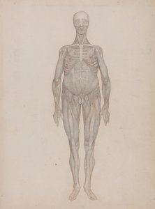 Vertaileva anatominen selvitys ihmiskehon rakenteesta tiikerin ja tavallisen linnun rakenteeseen verrattuna: Human Figure, Anterior View (tarkoitettu levylle, jota ei koskaan julkaistu): Human Figure, Anterior View (Intended for a Plate That was Never Publ tekijältä George Stubbs