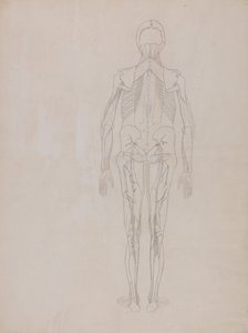 Vertaileva anatominen selvitys ihmiskehon rakenteesta tiikerin ja tavallisen linnun rakenteeseen verrattuna: Human Figure, Posterior View (Julkaisemattoman levyn avainkuvion ääriviivapiirustus). tekijältä George Stubbs
