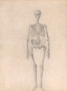 Vertaileva anatominen selvitys ihmiskehon rakenteesta tiikerin ja tavallisen linnun rakenteeseen verrattuna: Ihmisen luuranko, etukuva (valmis tutkimus taulukkoa I varten). tekijältä George Stubbs