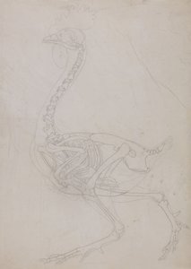 Vertaileva anatominen selvitys ihmiskehon rakenteesta tiikerin ja tavallisen linnun rakenteeseen verrattuna:  Lintujen luuranko, sivukuva (pääpiirteittäinen piirros). tekijältä George Stubbs