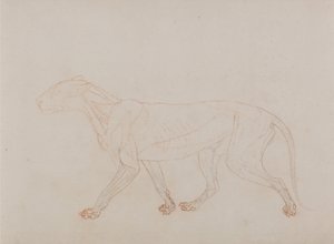 Vertaileva anatominen selvitys ihmiskehon rakenteesta tiikerin ja tavallisen linnun rakenteeseen verrattuna: Tiikerin vartalo, sivukuva (Näyttää kolmannen vaiheen leikkelyn). tekijältä George Stubbs