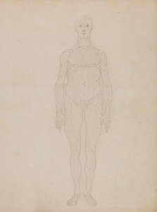 Vertaileva anatominen selvitys ihmiskehon rakenteesta tiikerin ja tavallisen linnun rakenteeseen verrattuna: Study of the Human Figure, Anterior View (Luultavasti liittyy taulukkoon XI). tekijältä George Stubbs