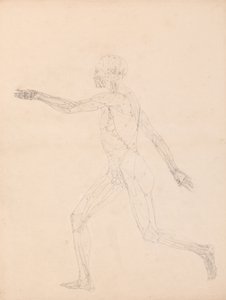Vertaileva anatominen selvitys ihmiskehon rakenteesta tiikerin ja tavallisen linnun rakenteeseen verrattuna: Ihmisen kuva, sivukuva (Taulukon XIII avainkuva). tekijältä George Stubbs