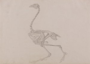 Vertaileva anatominen selvitys ihmiskehon rakenteesta tiikerin ja tavallisen linnun rakenteeseen verrattuna:  Dorking Hen Skeleton, Lateral View (Valmis tutkimus julkaisematonta taulukkoa varten). tekijältä George Stubbs