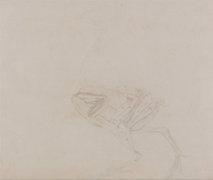 Vertaileva anatominen selvitys ihmiskehon rakenteesta tiikerin ja tavallisen linnun rakenteeseen verrattuna:  Dorking Hen Body, Lateral View (Tutkimus kehon ja raajojen lihaksista myöhemmässä leikkelyn vaiheessa). tekijältä George Stubbs