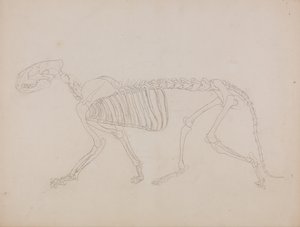 Vertaileva anatominen selvitys ihmiskehon rakenteesta tiikerin ja tavallisen linnun rakenteeseen verrattuna: Tiikerin luuranko, sivukuva tekijältä George Stubbs