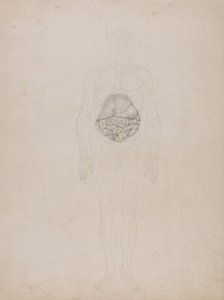 Vertaileva anatominen selvitys ihmiskehon rakenteesta tiikerin ja tavallisen linnun rakenteeseen verrattuna: Ihmishahmo, etukuva (ääriviivapiirustus). tekijältä George Stubbs