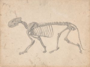 Vertaileva anatominen selvitys ihmiskehon rakenteesta tiikerin ja tavallisen linnun rakenteeseen verrattuna: Tiikerin luuranko, sivukuva (valmis tutkimus taulukkoa IV varten). tekijältä George Stubbs
