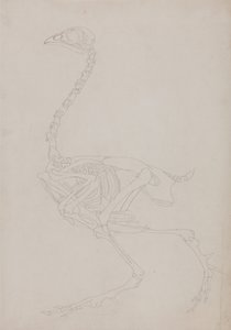 Vertaileva anatominen selvitys ihmiskehon rakenteesta tiikerin ja tavallisen linnun rakenteeseen verrattuna:  Lintujen luuranko, sivukuva. tekijältä George Stubbs