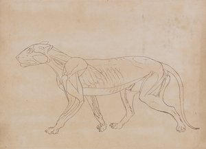 Vertaileva anatominen selvitys ihmiskehon rakenteesta tiikerin ja tavallisen linnun rakenteeseen verrattuna:  Tiikerin vartalo, sivukuva (avainhahmon ääriviivapiirustus). tekijältä George Stubbs