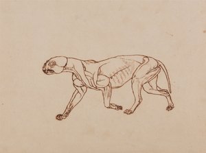 Vertaileva anatominen selvitys ihmiskehon rakenteesta tiikerin ja tavallisen linnun rakenteeseen verrattuna:  Leopardin vartalo, sivukuva tekijältä George Stubbs