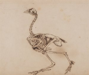 Vertaileva anatominen selvitys ihmiskehon rakenteesta tiikerin ja tavallisen linnun rakenteeseen verrattuna:  Dorking Hen Skeleton, Lateral View (Luultavasti laadittu julkaisematonta tunnuslukua varten). tekijältä George Stubbs