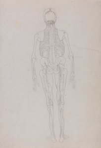 Vertaileva anatominen selvitys ihmiskehon rakenteesta tiikerin ja tavallisen linnun rakenteeseen verrattuna: Human Figure, Posterior View (Avainkuvion ääriviivapiirustus, joka osoittaa leikkelyn loppuvaiheen). tekijältä George Stubbs