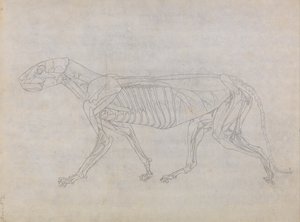 Vertaileva anatominen selvitys ihmiskehon rakenteesta tiikerin ja tavallisen linnun rakenteeseen verrattuna: Tiikerin vartalo, sivukuva tekijältä George Stubbs