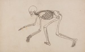 Vertaileva anatominen selvitys ihmiskehon rakenteesta tiikerin ja tavallisen linnun rakenteeseen verrattuna: Ihmisen luuranko, sivukuva tekijältä George Stubbs