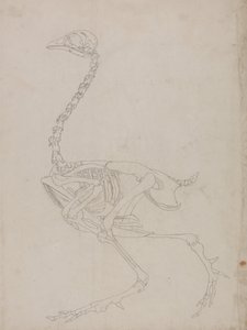 Vertaileva anatominen selvitys ihmiskehon rakenteesta tiikerin ja tavallisen linnun rakenteeseen verrattuna:  Fowl Skeleton, Lateral View (Luurangon pääpiirteittäinen piirros). tekijältä George Stubbs