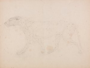 Vertaileva anatominen selvitys ihmiskehon rakenteesta tiikerin ja tavallisen linnun rakenteeseen verrattuna: Tiikerin vartalo, sivukuva (Lihastutkimus taulukon IX avainkuvaa varten). tekijältä George Stubbs