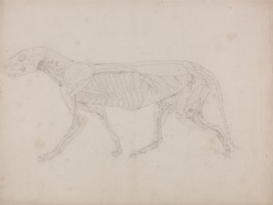 Vertaileva anatominen selvitys ihmiskehon rakenteesta tiikerin ja tavallisen linnun rakenteeseen verrattuna: Tiikerin vartalo, sivukuva tekijältä George Stubbs