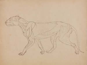 Vertaileva anatominen selvitys ihmiskehon rakenteesta tiikerin ja tavallisen linnun rakenteeseen verrattuna:  Tiikerin vartalo, sivukuva (luultavasti tehty avainhahmon pohjaksi). tekijältä George Stubbs