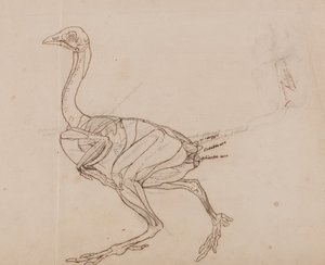 Vertaileva anatominen selvitys ihmiskehon rakenteesta tiikerin ja tavallisen linnun rakenteeseen verrattuna:  Dorking-kanan vartalo, sivukuva (lihasten ääriviivapiirros). tekijältä George Stubbs