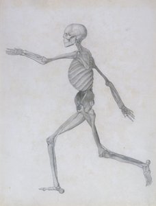 Vertaileva anatominen selvitys ihmiskehon rakenteesta tiikerin ja tavallisen linnun rakenteeseen verrattuna: 1795-1806. tekijältä George Stubbs