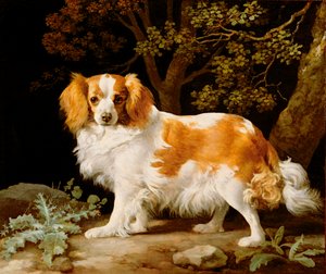 Maksa-valkoinen King Charles Spanieli metsäisessä maisemassa tekijältä George Stubbs