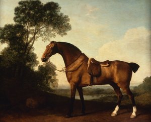 A Saddled Bay Hunter tekijältä George Stubbs