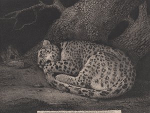 Nukkuva leopardi, taiteilijan kaiverrus, pub. 1791 (etsaus) tekijältä George Stubbs