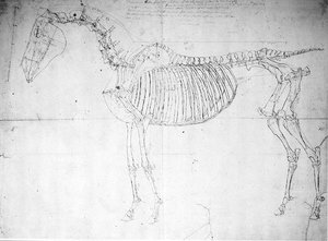 Hevosen anatominen tutkimus (kynä ja muste ja kynä paperille) tekijältä George Stubbs