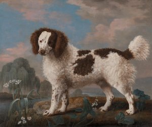 Ruskea ja valkoinen norfolk tai vesispanieli tekijältä George Stubbs
