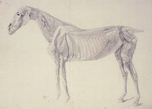 Kaavio hevosen anatomiasta tekijältä George Stubbs