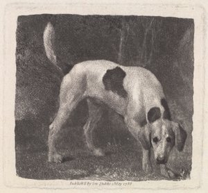Taiteilijan kaivertama koira (A Foxhound on the Scent), pubi. 1788 tekijältä George Stubbs